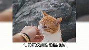 宠物冷知识：为什么会有人怕猫？