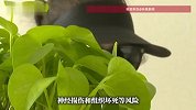 “以为即刻变美，结果生不如死”！央视曝光“精灵耳”整形乱象，有人终身残疾有人完全面瘫