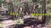 美徒步旅行者山中遭美洲狮尾随猛扑，边后退边大声安抚平安逃离