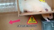 逃离宠物监狱，小仓鼠穿越地下迷宫陷阱，它能成功逃脱吗