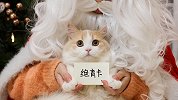 过完圣诞过元旦，过完元旦就割蛋！猛猫落泪！