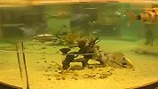 水族箱里的机器鱼