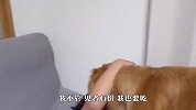 小主人吃冰块，结果嘴馋金毛也想吃，下一秒忍住别笑