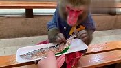 主人拿了一条假鱼给猴子，看到猴子举动，网友：成精了吧！