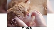 宠物小知识，怎么抱猫咪才能让他更舒服？奇怪的知识又增加了