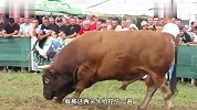 两头牛被带到斗牛场，就是迟迟不肯开打，难道你们是来秀恩爱的？