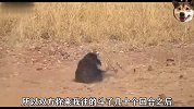 黑熊大战老虎，双方上演极限对战，展开了一场胜负难料的厮杀