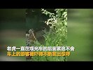 游客坐观光车被老虎狂追 园方：老虎也就玩玩嘛_超清