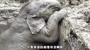 母象为了不饿着孩子，用生命哺乳