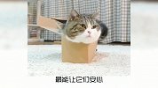 宠物冷知识：猫咪为啥总爱呆在狭小的地方？