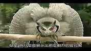 猫头鹰遇不同对手的爆笑反应
