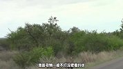 花豹突袭鬣狗巢穴，大获全胜，这次花豹终于扬眉吐气了一把
