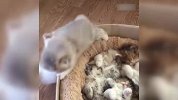 一窝小猫咪乖乖的在睡觉，可其中两只有点不老实