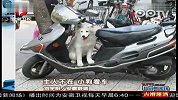 主人不在 小狗看车