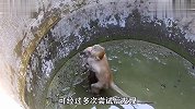 猫咪不幸掉入3米深井，小猴子路过拔刀相助，跨越种族的惺惺相惜