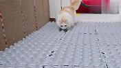 主人把走廊上铺满鸡蛋托盘，猫咪瞬间不会走路了，笑岔气了