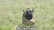130公斤雌狮挑战300公斤大角马，角马被咬住了嘴巴，雌狮战力如何