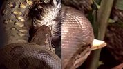 巨蟒能吞下多大猎物？听科学家这番解释，直起鸡皮疙瘩