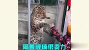 动物园迷惑行为，这动物和人多少都有点不正常