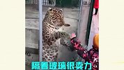 动物园迷惑行为，这动物和人多少都有点不正常