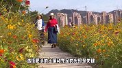 硫华菊的养殖方法和注意事项