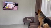 电视上出现只猫咪，德牧看后啥反应？镜头记录爆笑全程