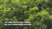石楠花又腥又臭为何还大面积种？专家：寓意子孙后代兴旺发达