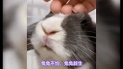 最适合当做宠物的兔子！