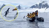 为逃脱虎鲸的猛烈追击，企鹅奋力一跃跳上游船惊呆众人