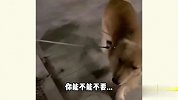 遛狗的奇葩方式，你们这操作认真的吗？