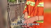 谁家的和平鸽迷路了？网友捡到阅兵式和平鸽，中鸽协回应
