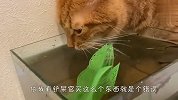 铲屎官买了个鱼缸，结果被猫咪看到了，接下来忍住别笑