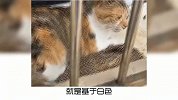 宠物冷知识：为什么三花猫多是母猫？