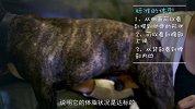 你家狗狗胖的健康吗？【一犬一味】第14集