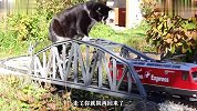 小猫咪拦住火车，就是不让它通车，最后的动作也太可爱了