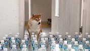主人摆下矿泉水瓶大阵！柴犬能成功通过吗？镜头记录爆笑全程