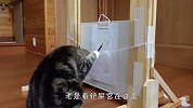 猫咪趁主人不在偷学画画，一本正经跟个人似的，结局太逗了