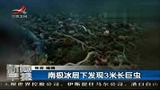 南极冰层下发现3米长巨虫 抢食死海豹