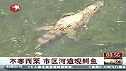 财经频道-不寒而栗.市区河道现鳄鱼