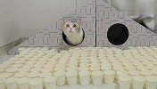 铲屎官又来恶搞猫咪了，喵星人能成功通过吗？看完忍住别笑