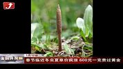 春节临近冬虫夏草价疯涨 600元一克贵过黄金