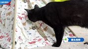 评测最受猫咪喜欢的猫窝！【举起爪儿来】