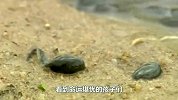 泥坑中，上万只小蝌蚪即将晒死，牛蛙妈妈的举动让人意想不到！