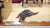 水獭看到保鲜膜会怎么做？结局太意外，网友：这智商，服了！