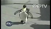 实拍日本神奇小企鹅的一天