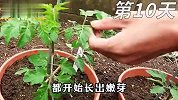 当你用小鱼干种植樱桃番茄，那么有趣的事发生了，果子饱满又高产