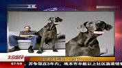 世界体型最大狗重达104公斤 120413 北京您早