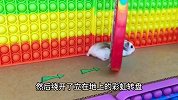 小仓鼠穿越彩虹陷阱，挑战植物僵尸迷宫