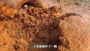 河边土堆钻出大鱼，小伙果断上前查看，最后竟收获一大盆鱼