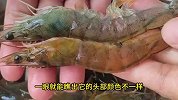 又到了吃虾的季节，不会选虾一定要把视频看完